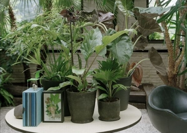 Tropikalne rośliny doniczkowe – jak kupować i dbać o nie?